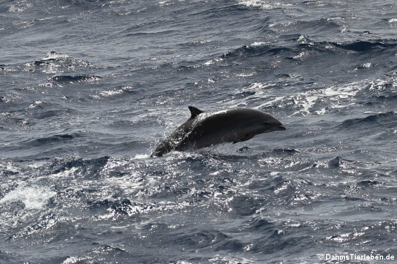 Große Tümmler (Tursiops truncatus)