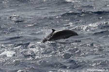 Großer Tümmler (Tursiops truncatus) vor der Karibik-Insel Saint Lucia