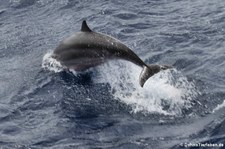 Großer Tümmler (Tursiops truncatus) vor der Karibik-Insel Saint Lucia