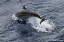 Tursiops truncatus