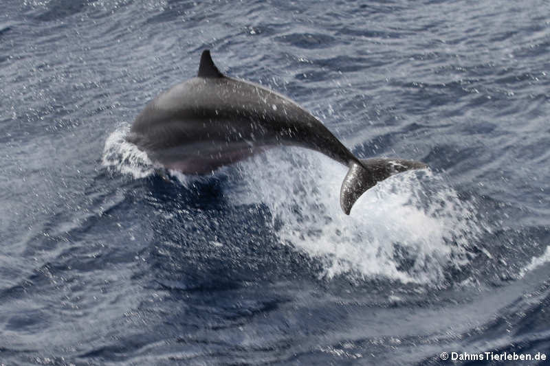 Großer Tümmler (Tursiops truncatus)