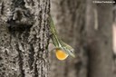 Anolis gingivinus