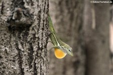 Anguilla Anolis (Anolis gingivinus) aus Sint Maarten, dem niederländischen Teil der Insel Saint-Martin