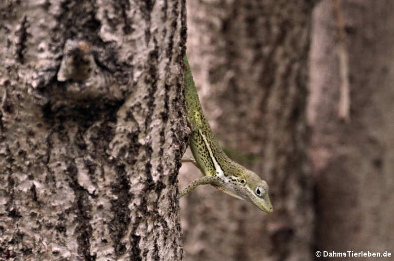 Anguilla Anolis (Anolis gingivinus)