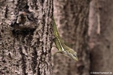 Anguilla Anolis (Anolis gingivinus) aus Sint Maarten, dem niederländischen Teil der Insel Saint-Martin