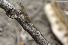 St. Martin-Anolis (Anolis pogus) aus Sint Maarten, dem niederländischen Teil der Insel Saint-Martin