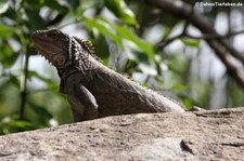 Grüner Leguan (Iguana iguana) Sint Maarten, dem niederländischen Teil der Insel Saint-Martin