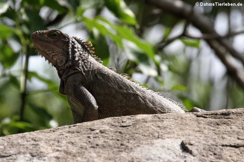 Grüner Leguan auf Sint Maarten