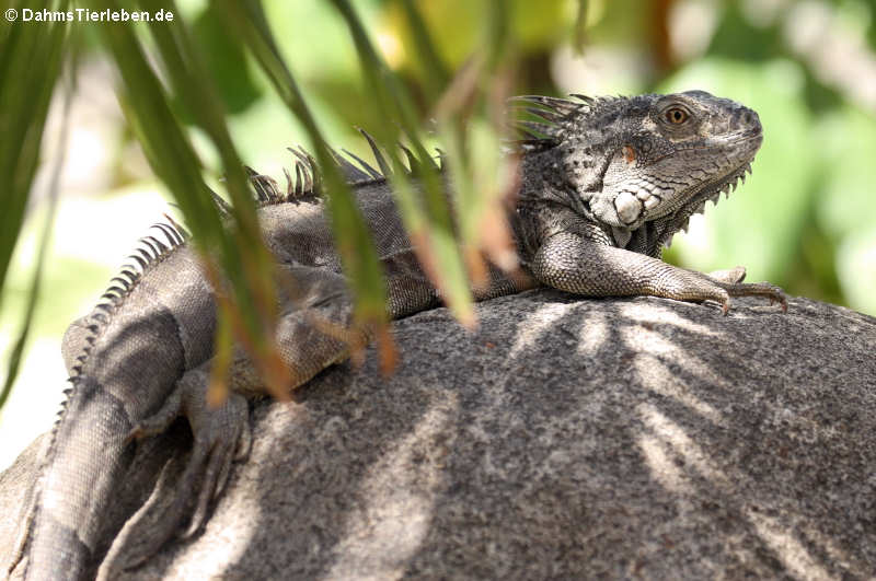 Iguana iguana