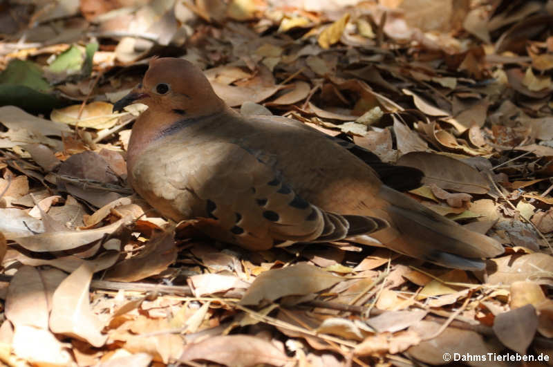 Küstentaube (Zenaida aurita aurita)