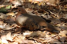 Küstentaube (Zenaida aurita aurita) aus Sint Maarten, dem niederländischen Teil der Insel Saint-Martin