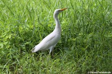 Kuhreiher (Bubulcus ibis) auf Martinique