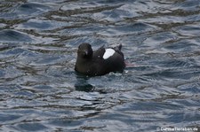 Gryllteiste (Cepphus grylle arcticus) an der Küste Nordirlands