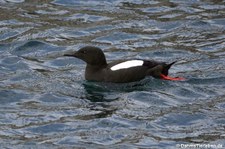 Gryllteiste (Cepphus grylle arcticus) an der Küste Nordirlands