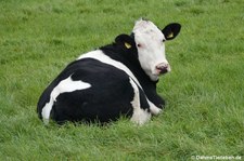 Holstein-Rind (Bos primigenius f. taurus) in Nordirland