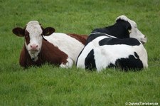 Holstein-Rinder (Bos primigenius f. taurus) in Nordirland