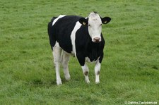 Holstein-Rind (Bos primigenius f. taurus) in Nordirland