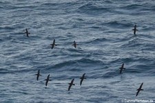 Atlantiksturmtaucher (Puffinus puffinus puffinus) an der Küste Nordirlands