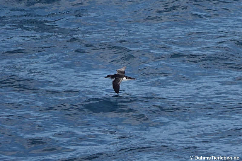 Atlantiksturmtaucher (Puffinus puffinus puffinus)