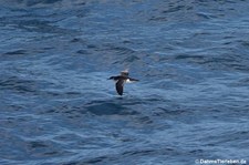 Atlantiksturmtaucher (Puffinus puffinus puffinus) an der Küste Nordirlands