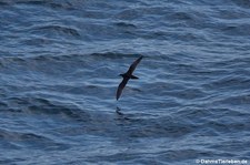 Atlantiksturmtaucher (Puffinus puffinus puffinus) an der Küste Nordirlands