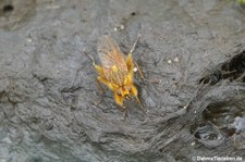 Gelbe Dungfliege (Scathophaga stercoraria) in Nordirland