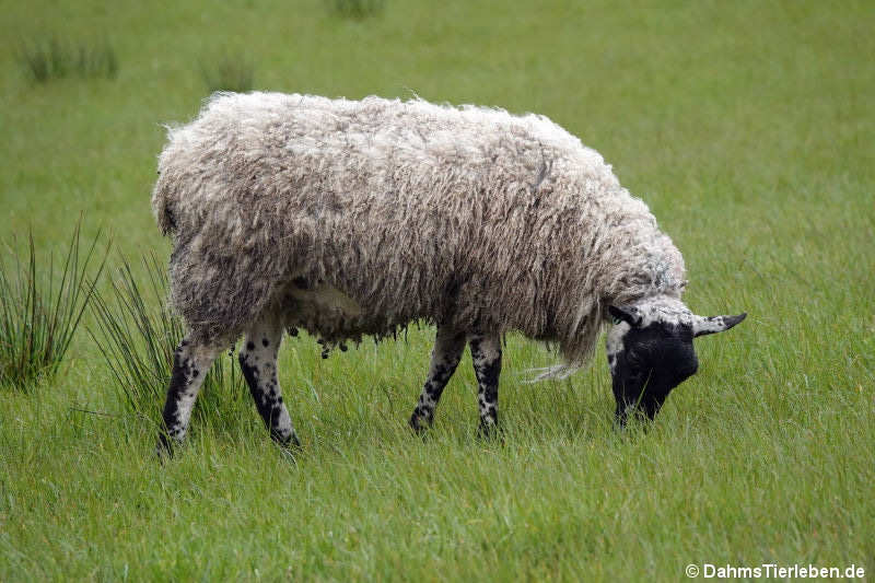 Scottish Blackface (Ovis orientalis f. aries)