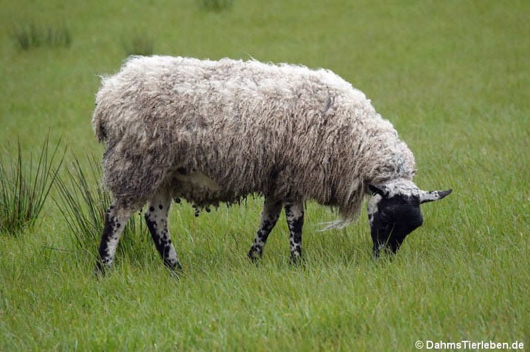 Scottish Blackface