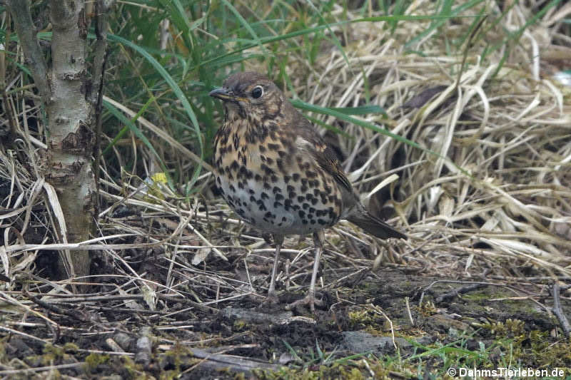 Singdrossel (Turdus philomelos)