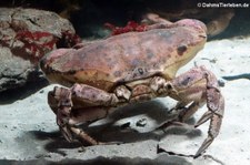 Taschenkrebs (Cancer pagurus) im Atlantikpark (Atlanterhavsparken) in Ålesund, Norwegen