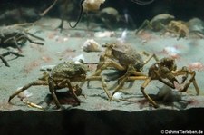 Nordische Seespinnen (Hyas araneus) im Atlantikpark (Atlanterhavsparken) in Ålesund, Norwegen