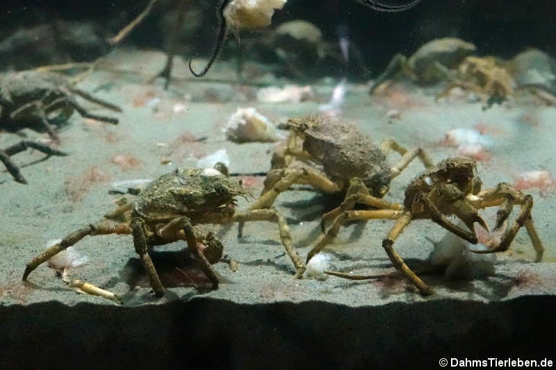 Nordische Seespinnen (Hyas araneus)