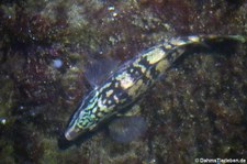 Gefleckter Lippfisch (Labrus bergylta) im Atlantikpark (Atlanterhavsparken) in Ålesund, Norwegen