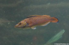 Kuckuckslippfisch (Labrus mixtus) im Atlantikpark (Atlanterhavsparken) in Ålesund, Norwegen