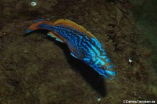 männlicher Kuckuckslippfisch (Labrus mixtus) im Atlantikpark (Atlanterhavsparken) in Ålesund, Norwegen