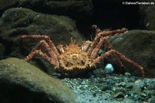 Nördliche Steinkrabbe (Lithodes maja) im Atlantikpark (Atlanterhavsparken) in Ålesund, Norwegen