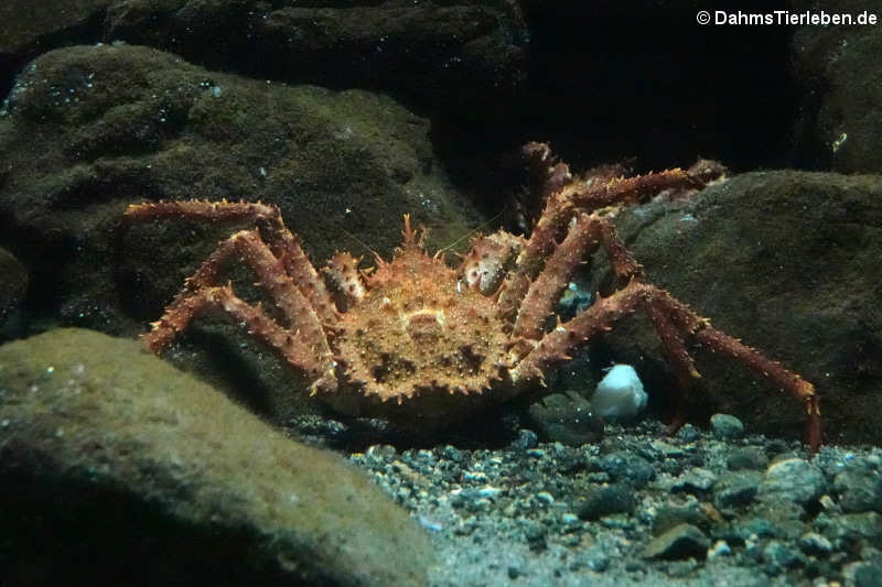 Lithodes maja