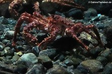 Nördliche Steinkrabbe (Lithodes maja) im Atlantikpark (Atlanterhavsparken) in Ålesund, Norwegen