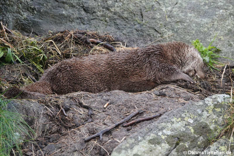 Eurasischer Fischotter (Lutra lutra lutra)