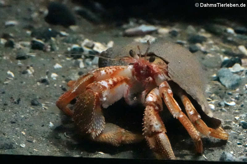 Gemeiner Einsiedlerkrebs (Pagurus bernhardus)