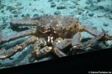 Königskrabbe (Paralithodes camtschaticus) im Atlantikpark (Atlanterhavsparken) in Ålesund, Norwegen