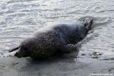 Ostatlantischer Seehund (Phoca vitulina vitulina) im Atlantikpark (Atlanterhavsparken) in Ålesund, Norwegen