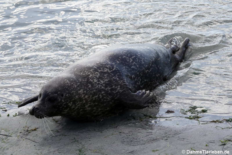 Phoca vitulina vitulina