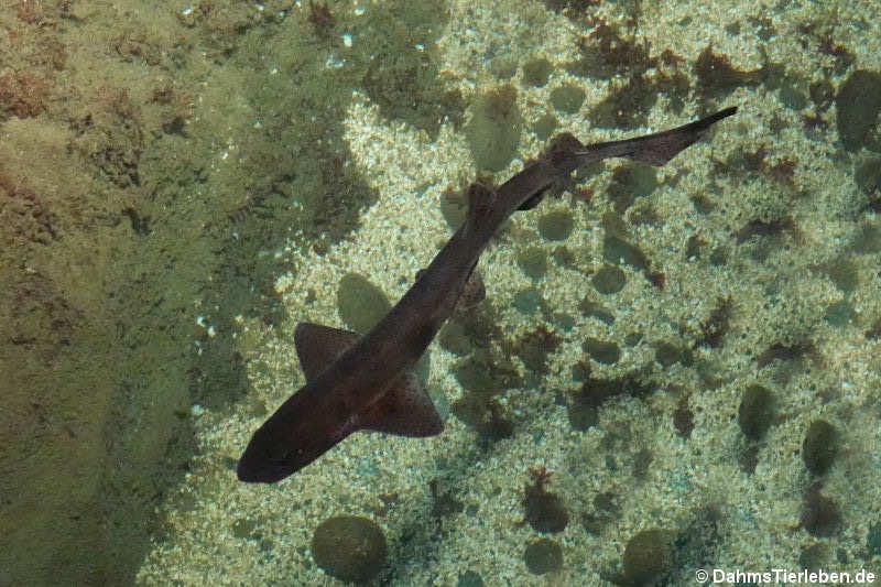 Scyliorhinus canicula