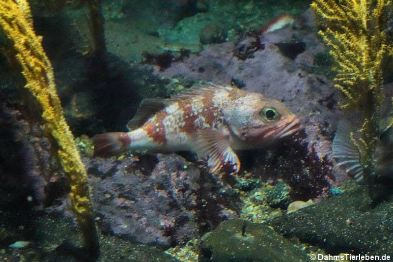 Sebastes viviparus