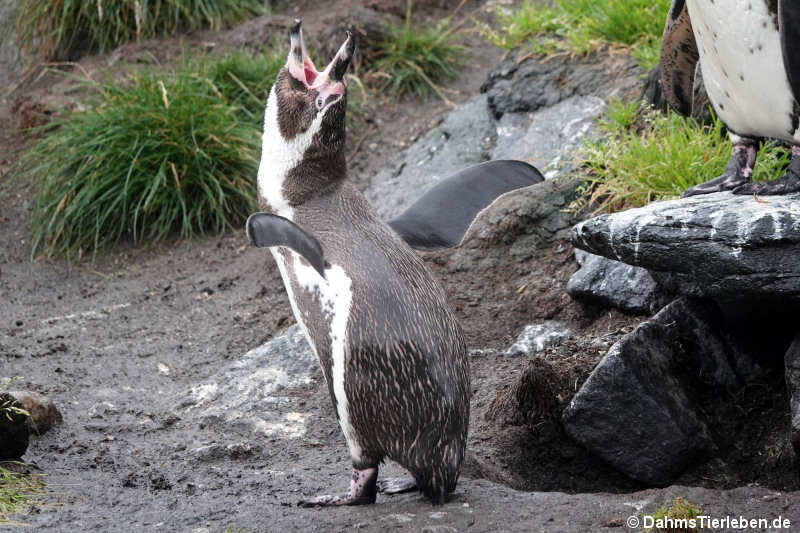 Humboldtpinguin-1