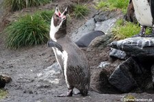 Humboldtpinguin (Spheniscus humboldti) im Atlantikpark (Atlanterhavsparken) in Ålesund, Norwegen