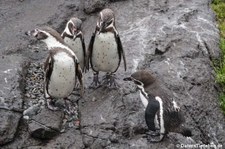 Humboldtpinguine (Spheniscus humboldti) im Atlantikpark (Atlanterhavsparken) in Ålesund, Norwegen