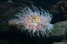 Seedahlie (Urticina eques) im Atlantikpark (Atlanterhavsparken) in Ålesund, Norwegen