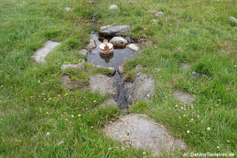 Brunnen im Eisenzeithof